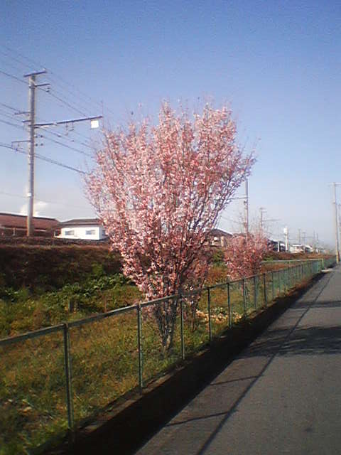 線路ぞいの桜