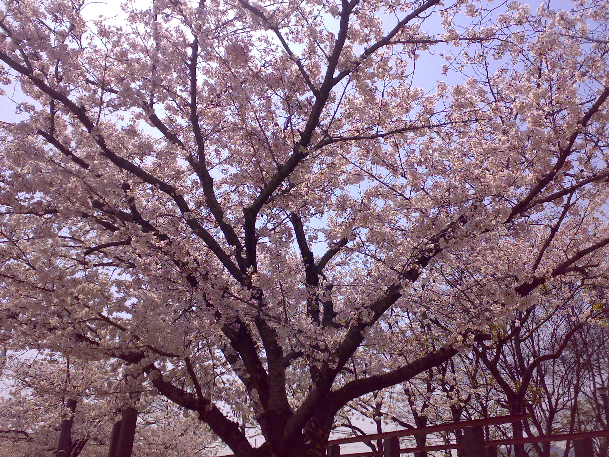 桜